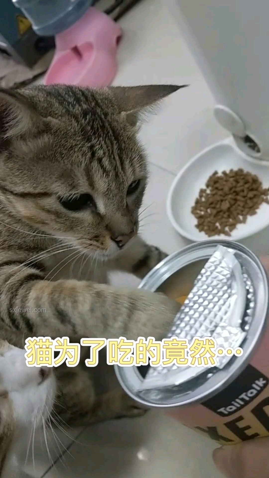 猫猫踢冻干挑战：宠物行为趣谈与行业趋势分析