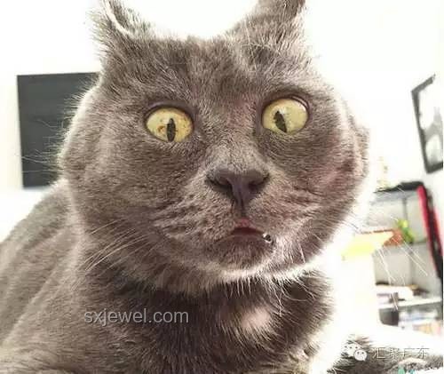 猫猫踢冻干挑战：宠物行为趣谈与行业趋势分析